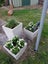 Medium taper planter Carousel 3