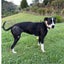 Blaze - Cattle X - BOI Animal Rescue Trust Carousel 5