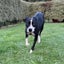 Blaze - Cattle X - BOI Animal Rescue Trust Carousel 4