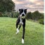 Blaze - Cattle X - BOI Animal Rescue Trust Carousel 6