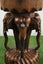 Handcrafted Wooden Elephant Table Carousel 4