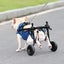 Adjustable Dog Wheelchair Size M(NZ STOCK) Carousel 4