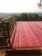 PURPLEHEART DECKING FSC® - WATERSHED 140 x 21mm - PREMIUM - Buy Now ( per m ) Carousel 19
