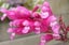 Salvia Bethellii Rosebud salvia rose pink flowers stems 1.8 m tall perennial Carousel 1