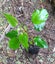 Salvia Bethellii Rosebud salvia rose pink flowers stems 1.8 m tall perennial Carousel 2