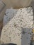 60+pk Live Feeder crickets PINHEADS around the size of a small ant or fruit fly Carousel 2