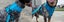ZEE.DOG LEASH - ULTIMATE BLUE! SMALL! Carousel 10