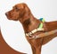 ZEE.DOG SOFTER WALK HARNESS - VOYAGE - MEDIUM! Carousel 9