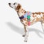 ZEE.DOG FLYHARNESS - GALAXY - SIZE 4 Carousel 3