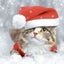 Loading Image 1 of 1