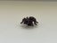 Lego Animal Ant Insect Carousel 1