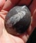 Orthoceras sp Fossil (approx 500 MYO). Early uncoiled Nautiloid from Morocco #3 Carousel 3