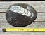 Orthoceras sp Fossil (approx 500 MYO). Early uncoiled Nautiloid from Morocco #3 Carousel 11