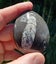 Orthoceras sp Fossil (approx 500 MYO). Early uncoiled Nautiloid from Morocco #3 Carousel 6