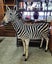 FABULOUS JUVENILE BURCHELL ZEBRA MOUNTS Carousel 3