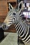 FABULOUS JUVENILE BURCHELL ZEBRA MOUNTS Carousel 4