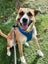 Jojo (Ellie's Canine Rescue & Rehome) Carousel 6