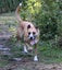 Jojo (Ellie's Canine Rescue & Rehome) Carousel 8