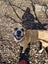 Jojo (Ellie's Canine Rescue & Rehome) Carousel 7