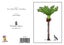 NWOP - Sophie Blokker Greetings Card - Nikau Wood Pigeon Carousel 1