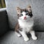 Rescue Kittens for Adoption Carousel 3