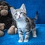 Rescue Kittens for Adoption Carousel 4