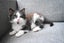 Rescue Kittens for Adoption Carousel 5
