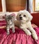 Rescue Kittens for Adoption Carousel 6