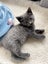 Rescue Kittens for Adoption Carousel 7