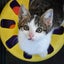 Rescue Kittens for Adoption Carousel 9