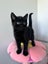Rescue Kittens for Adoption Carousel 10