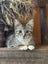 Rescue Kittens for Adoption Carousel 12