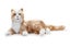 Joy For All Robotic Companion Pet for Dementia, & Elderly, Grey & White Carousel 6