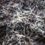 Live White Worms - Freshwater Aquarium and Pond Feed - Starter Colony Carousel 1