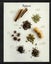 (m) Spices Postcard used (sent from India) Carousel 1