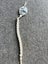 German army shooting cord with badge Carousel 4