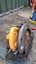 Loading Image 1 of 3
