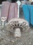 Vintage Ceiling Fan Carousel 1