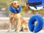 PTN NEW Dog Collar Sale Sale Sale Carousel 8