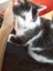Brave Paws Cat Rescue - Cat - Dave Carousel 3