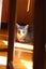 Brave Paws Cat Rescue - Kittens - Smokey &Timmy Carousel 15