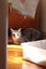 Brave Paws Cat Rescue - Kittens - Smokey &Timmy Carousel 16