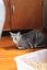 Brave Paws Cat Rescue - Cat - Timmy Carousel 4
