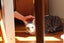 Brave Paws Cat Rescue - Kittens - Smokey &Timmy Carousel 17