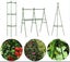 PTN NEW Tomato Plant Cage Sale Sale Carousel 4
