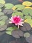 Water Lilly Carousel 1