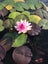 Water Lilly Carousel 2