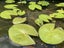 Water Plant - Lily Carousel 2