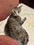 SWEETS - AVAILABLE FOR ADOPTION - PET WHISPERER RESCUE Carousel 3