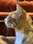 SWEETS - AVAILABLE FOR ADOPTION - PET WHISPERER RESCUE Carousel 4